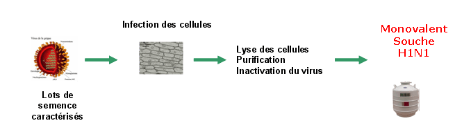 vaccine cellule